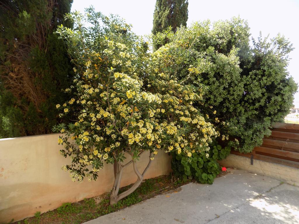 Kyriakos Court Ξενοδοχείο Πάφος Εξωτερικό φωτογραφία